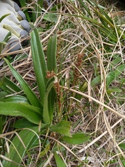 Aciphylla crenulata