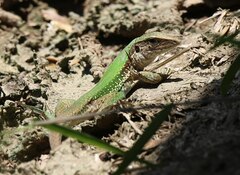 Ameiva ameiva