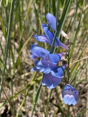 Penstemon strictus