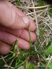 Aciphylla crenulata