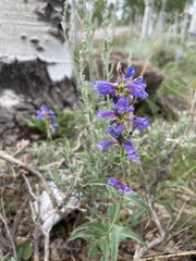 Penstemon rydbergii