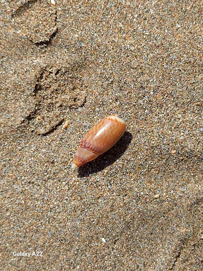 Olivella sphoni