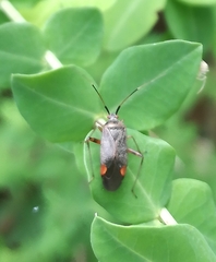 Closterotomus annulus