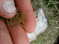 Aciphylla crenulata