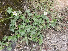 Geranium seemannii