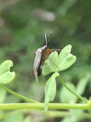 Closterotomus annulus