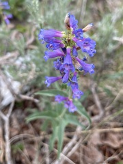 Penstemon rydbergii