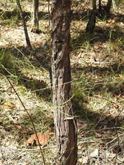 Eucalyptus tindaliae