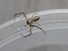 Diaea ambara