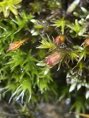 Schistidium crassipilum