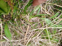 Aciphylla crenulata