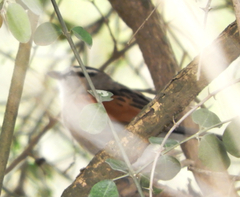 Tchagra australis