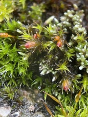 Schistidium crassipilum