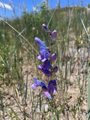 Penstemon strictus