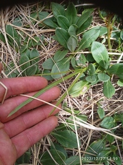Aciphylla crenulata