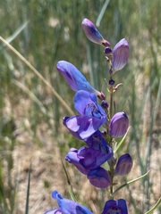 Penstemon strictus