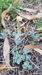 Pfaffia gnaphalioides
