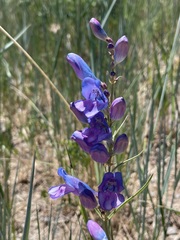 Penstemon strictus