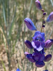 Penstemon strictus