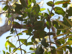 Eucalyptus tindaliae