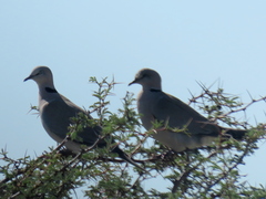 Streptopelia capicola damarensis
