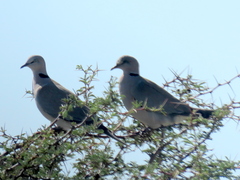 Streptopelia capicola damarensis
