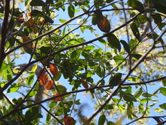 Eucalyptus tindaliae