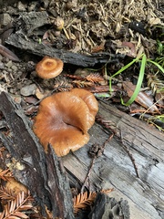 Lactarius rubidus