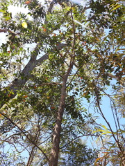 Eucalyptus tindaliae