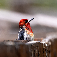 Sphyrapicus ruber × nuchalis