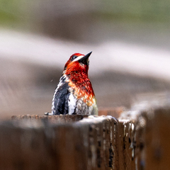 Sphyrapicus ruber × nuchalis