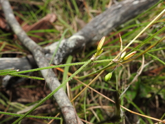 Tricoryne muricata