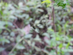 Leucauge argyrobapta