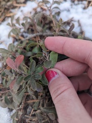 Arctostaphylos uva-ursi