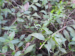 Leucauge argyrobapta