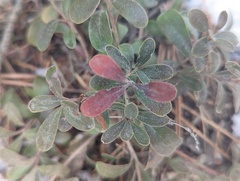 Arctostaphylos uva-ursi