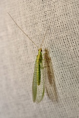 Apertochrysa edwardsi