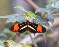 Heliconius besckei