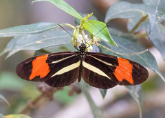 Heliconius besckei