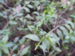 Leucauge argyrobapta