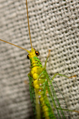 Apertochrysa edwardsi