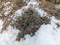 Arctostaphylos uva-ursi