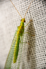 Apertochrysa edwardsi