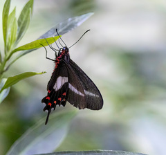 Parides proneus