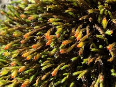 Schistidium apocarpum