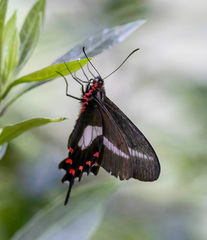 Parides proneus