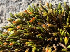 Schistidium apocarpum