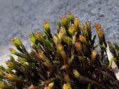 Schistidium apocarpum