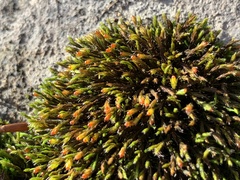 Schistidium apocarpum