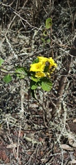 Cordia lutea